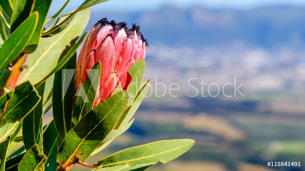 Bild på Red Mountain Protea